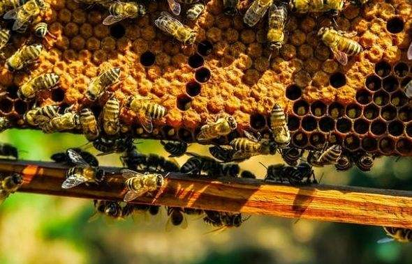 蜂群冬季如何管理 蜂群冬季如何管理