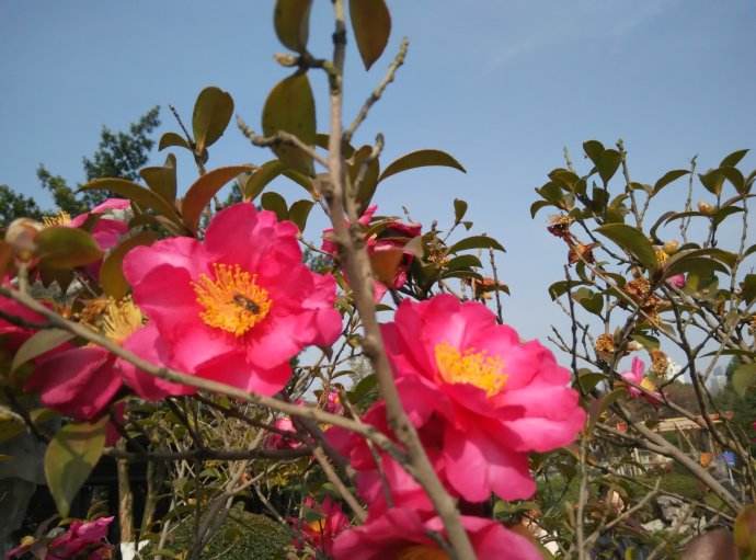 蜂群冬季如何管理 蜂群冬季如何管理