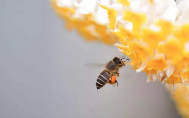 蜂群冬季如何管理 蜂群冬季如何管理