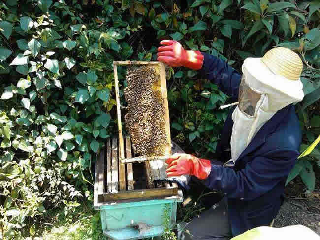 如何在有子脾情況下取蜜？