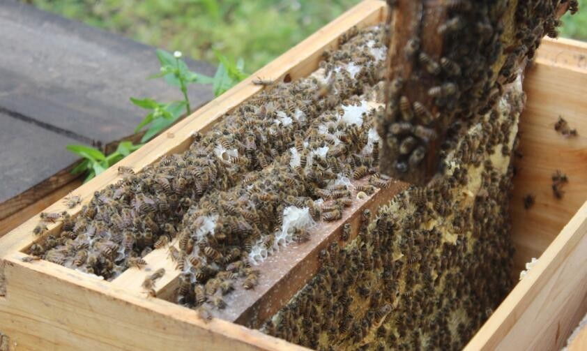 定地養蜂蜂場種哪些蜜源植物（種植蜜源植物定地養蜂模式介紹）