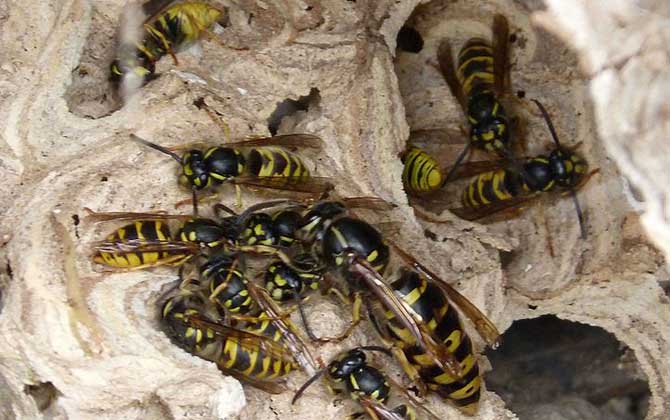 馬蜂蟄了幾個小時算安全 馬蜂蟄了幾個小時算安全