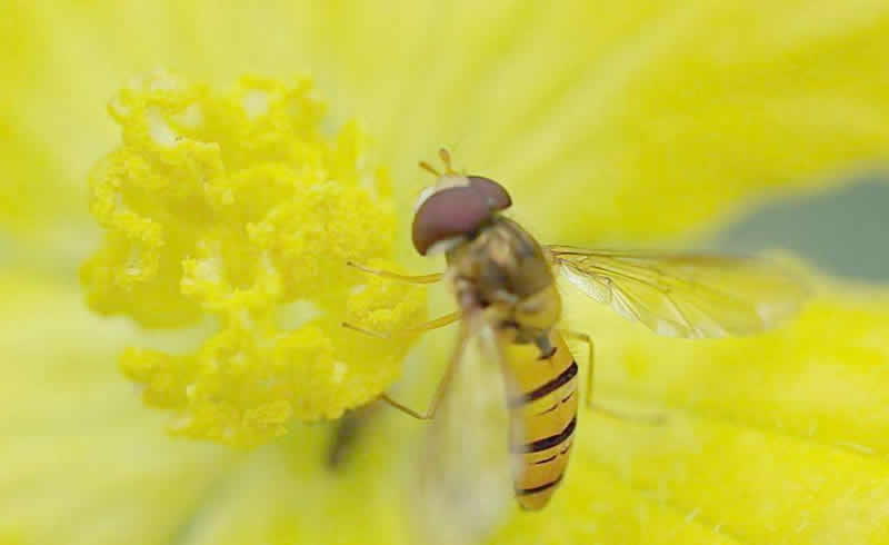 如何誘捕別人家的蜜蜂到蜂箱來? 如何誘捕別人家的蜜蜂到蜂箱來?