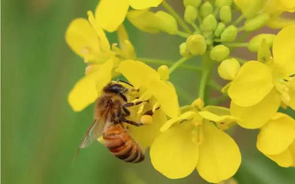 中蜜一號(hào)王有什么優(yōu)缺點(diǎn)(中蜜一號(hào)的特點(diǎn)) 中蜜一號(hào)王有什么優(yōu)缺點(diǎn)(中蜜一號(hào)的特點(diǎn))