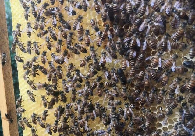 網(wǎng)上買的蜂王好不好(網(wǎng)上買的蜂王靠譜嗎) 網(wǎng)上買的蜂王好不好(網(wǎng)上買的蜂王靠譜嗎)