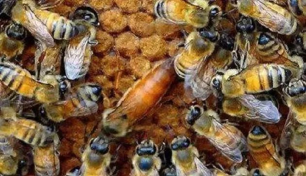 網(wǎng)上買的蜂王好不好(網(wǎng)上買的蜂王靠譜嗎) 網(wǎng)上買的蜂王好不好(網(wǎng)上買的蜂王靠譜嗎)