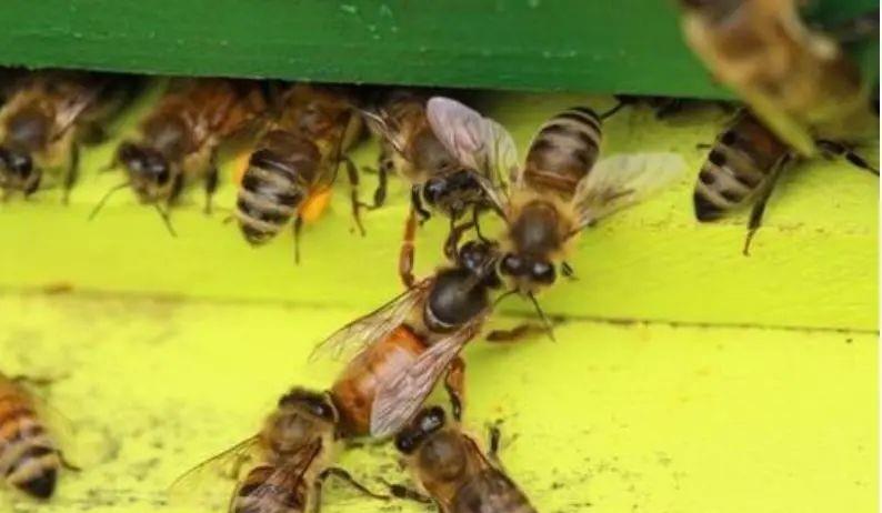 網(wǎng)上買的蜂王好不好(網(wǎng)上買的蜂王靠譜嗎) 網(wǎng)上買的蜂王好不好(網(wǎng)上買的蜂王靠譜嗎)