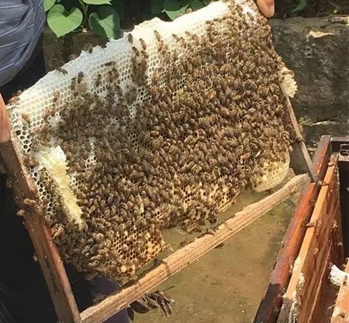 蜜蜂過箱技術要點(養蜂過箱步驟圖及蜜蜂過箱成功的表現) 蜜蜂過箱技術要點(養蜂過箱步驟圖及蜜蜂過箱成功的表現)