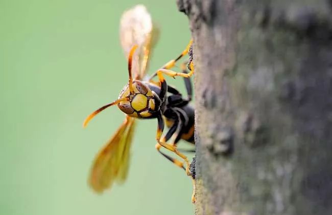 馬蜂的特征有哪些（馬蜂的外形特點和生活特征）