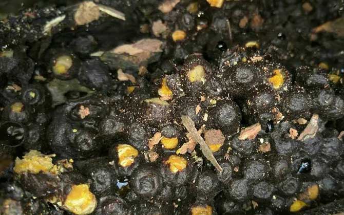 酸蜂蜜的營養(yǎng)價值(酸蜂蜜的藥用價值) 酸蜂蜜的營養(yǎng)價值(酸蜂蜜的藥用價值)