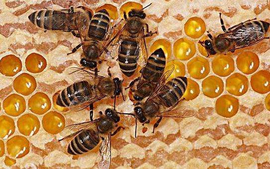 蜂王和工蜂同時產卵怎么辦(有蜂王工蜂產卵怎么辦) 蜂王和工蜂同時產卵怎么辦(有蜂王工蜂產卵怎么辦)