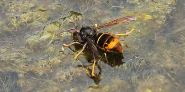 黃腳胡蜂是什么蜂（黃腳胡蜂的生活習性及特征）