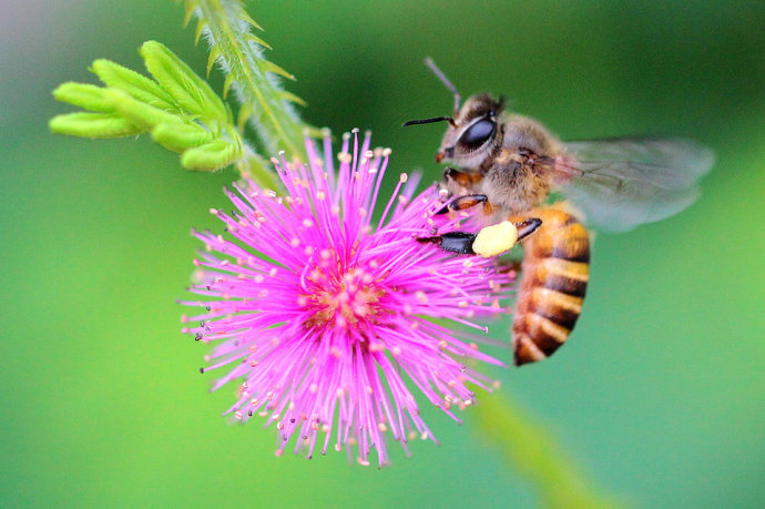 中蜂分蜂后失王后怎么辦? 中蜂分蜂失王后怎么辦呢?