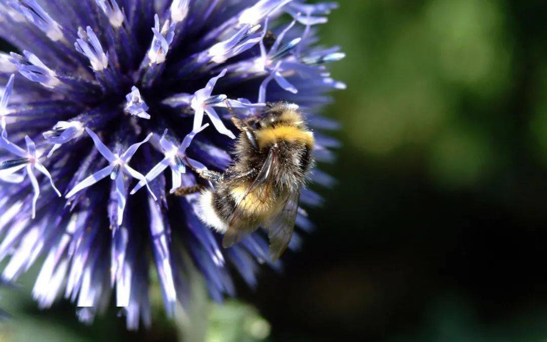 想養蜂從這些基礎做起(新手養蜂入門及注意事項) 想養蜂從這些基礎做起(新手養蜂入門及注意事項)