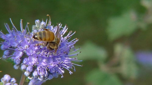 想養蜂從這些基礎做起(新手養蜂入門及注意事項) 想養蜂從這些基礎做起(新手養蜂入門及注意事項)