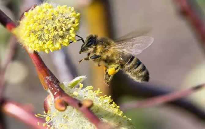 在哪里可以學養蜂技術? 養蜂技術