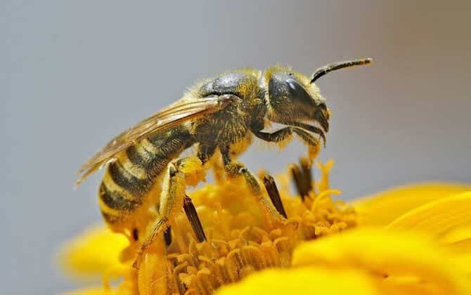 在哪里可以學養蜂技術? 養蜂技術