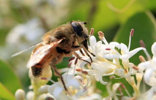 處女王未交尾成功工蜂是什么狀態(處女王長期不交尾蜂群會怎樣) 處女王未交尾成功工蜂是什么狀態(處女王長期不交尾蜂群會怎樣)