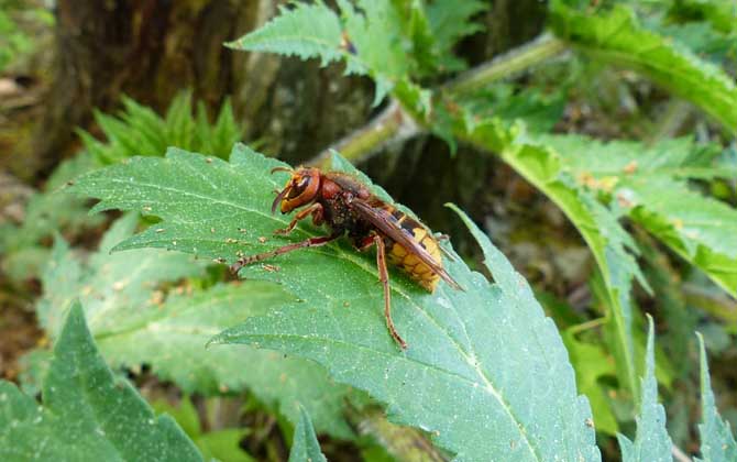 被黃蜂蟄到的多長時間內(nèi)是危險期