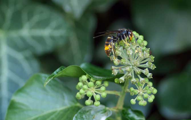 被黃蜂蟄到的多長時間內(nèi)是危險期