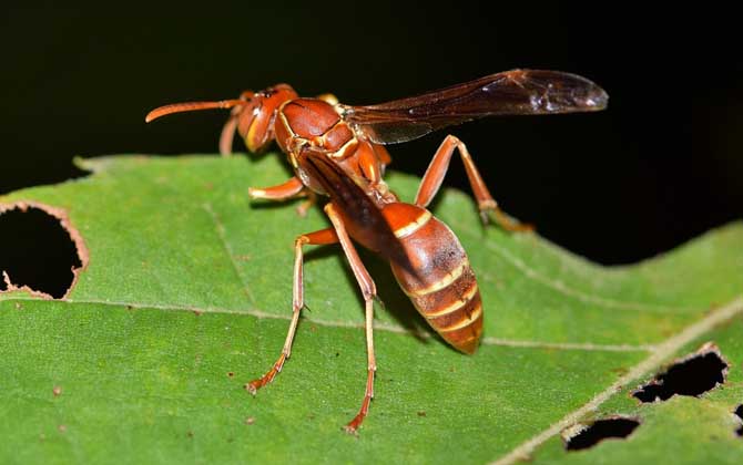 被黃蜂蟄到的多長時間內(nèi)是危險期