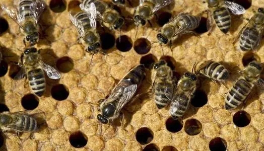 一窩蜜蜂為什么有多個蜂王 一窩蜜蜂為什么有多個蜂王