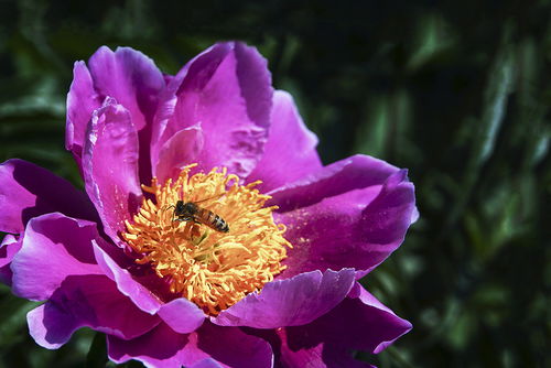 弱群500只蜂能養活嗎(養活幾百只蜜蜂的方法) 弱群500只蜂能養活嗎(養活幾百只蜜蜂的方法)