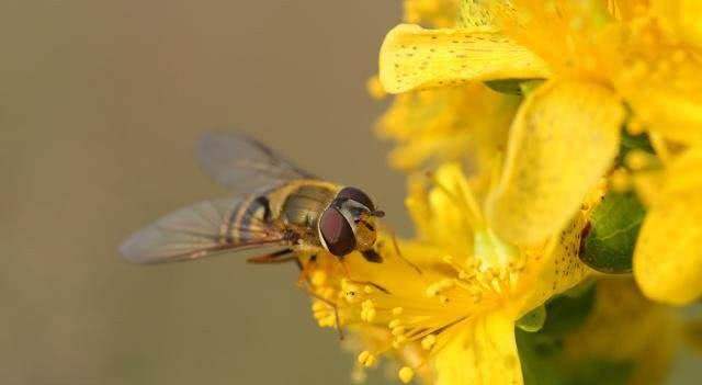 中蜂白頭蛹的防治方法 中蜂白頭蛹的防治方法