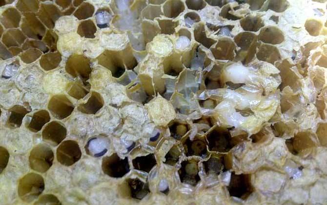 中蜂白頭蛹的防治方法 中蜂白頭蛹的防治方法