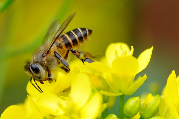 新手養(yǎng)蜂入門(mén)找野蜂（上山找野蜂技巧）