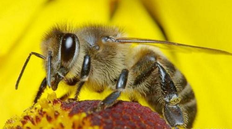 阿壩中蜂冬季管理方法(中蜂越冬應該采取的措施) 阿壩中蜂冬季管理方法(中蜂越冬應該采取的措施)