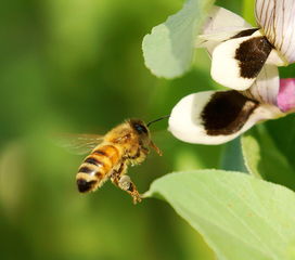 蜜蜂分家了是老蜂王飛走（蜂群最后為何會(huì)滅亡）