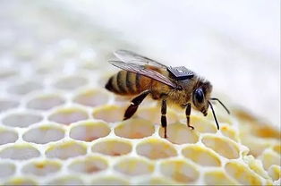 蜜蜂分家了是老蜂王飛走（蜂群最后為何會(huì)滅亡）