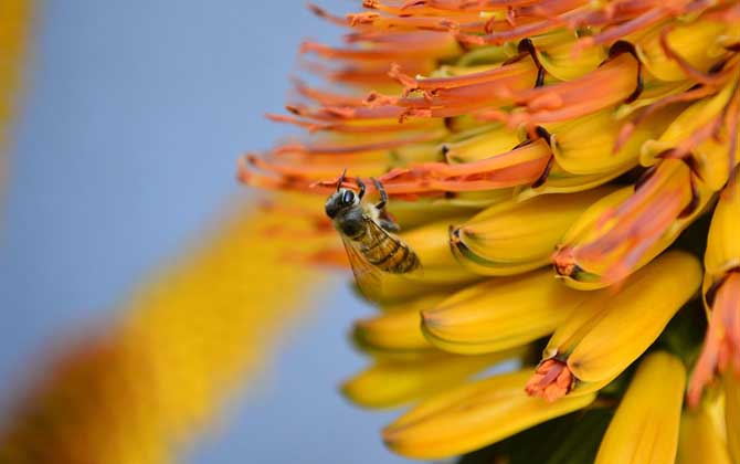 別人養(yǎng)的蜜蜂能不能誘到 別人養(yǎng)的蜜蜂能不能誘到