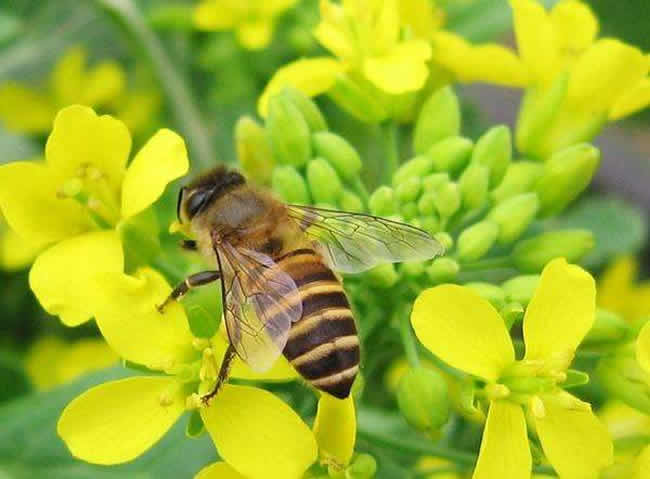 蜜蜂喂什么繁殖得快? 蜜蜂喂什么繁殖得快?