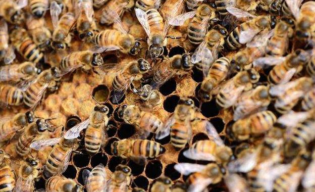 購買蜂群如何挑選(新手初學養蜂的基本要領及如何選購蜂群) 購買蜂群如何挑選(新手初學養蜂的基本要領及如何選購蜂群)