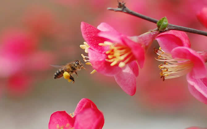 如何進行分蜂? 如何進行分蜂