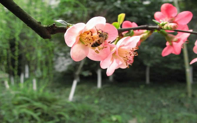 如何進行分蜂? 如何進行分蜂