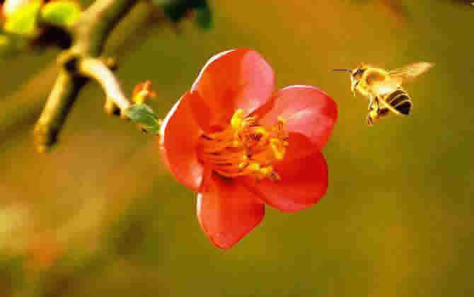 如何進行分蜂? 如何進行分蜂