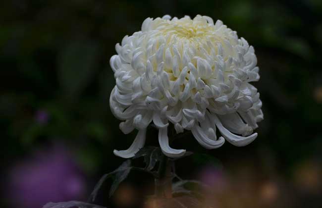 野菊花什么時候開花（野菊花什的開哈時間和泌蜜情況）