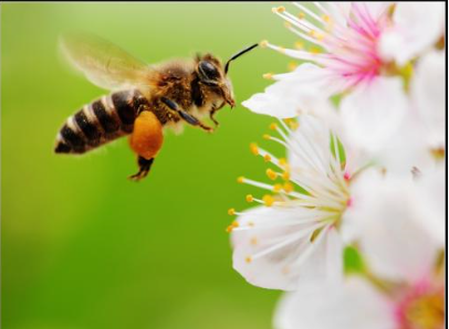 植物流蜜需要什么條件（植物泌蜜條件及溫度）