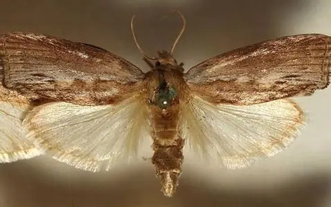 蜜蜂頭上有白的是什么原因 蜜蜂頭上有白的是什么原因