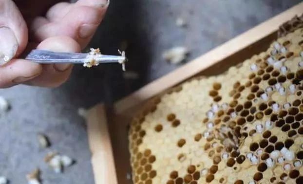 巢蟲清木片怎么樣放置(巢蟲清木片的制作方法) 巢蟲清木片怎么樣放置(巢蟲清木片的制作方法)