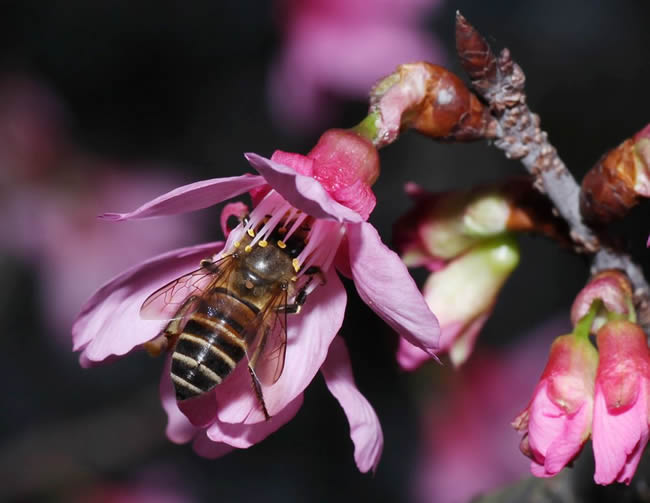 【蜜蜂知識】蜜蜂怎樣安全度夏? 【蜜蜂知識】蜜蜂怎樣安全度夏?