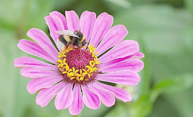 【蜜蜂知識】蜜蜂怎樣安全度夏? 【蜜蜂知識】蜜蜂怎樣安全度夏?