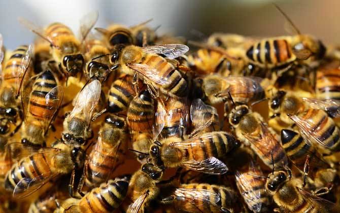 工蜂產(chǎn)卵和蜂王產(chǎn)卵的區(qū)別(新手養(yǎng)蜂方法) 工蜂產(chǎn)卵和蜂王產(chǎn)卵的區(qū)別(新手養(yǎng)蜂方法)