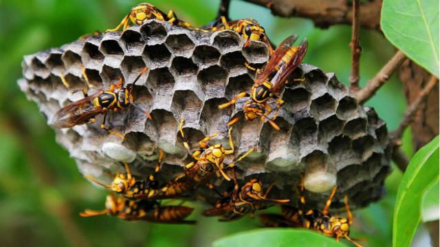 馬蜂窩價格多少錢一斤？