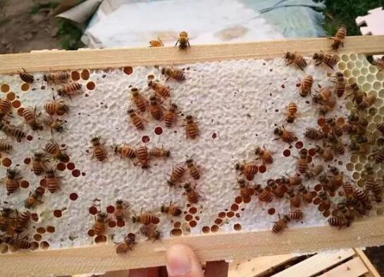 搖蜜和割蜜有什么區(qū)別(什么是搖蜜) 搖蜜和割蜜有什么區(qū)別(什么是搖蜜)