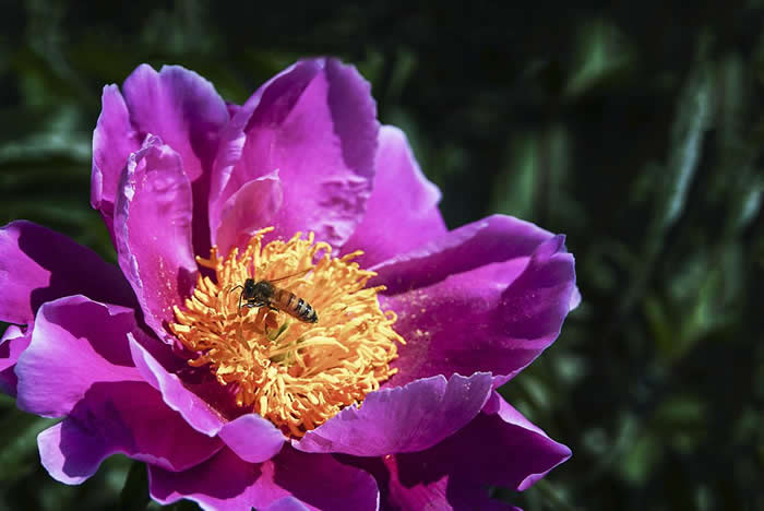 中蜂什么時候開始秋繁? 中蜂什么時候開始秋繁?