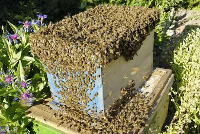中蜂什么時候開始秋繁? 中蜂什么時候開始秋繁?